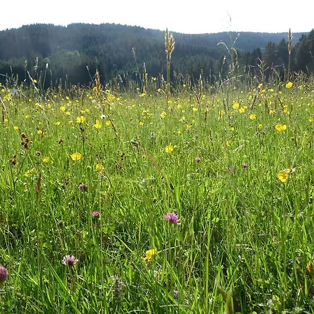 فييو - باربرا - راست